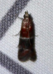Moodna ostrinella