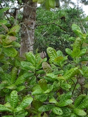 Anacardium occidentale