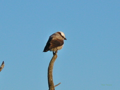 Eurocephalus anguitimens