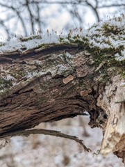 Aleurodiscus oakesii