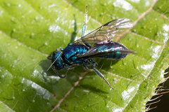 Temnosoma