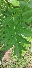 Vasconcellea quercifolia
