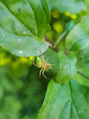 Araniella