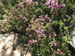 Thymus serpyllum
