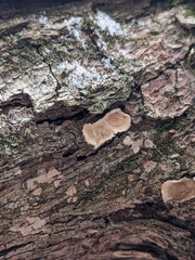 Aleurodiscus oakesii