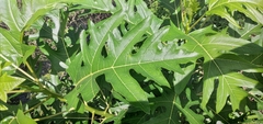Vasconcellea quercifolia