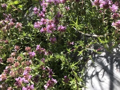 Thymus serpyllum