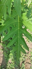 Vasconcellea quercifolia