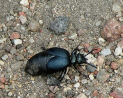 Meloe brevicollis