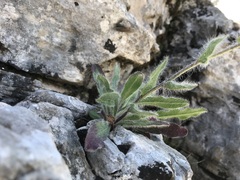 Hieracium villosum