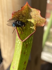 Calliphora vicina