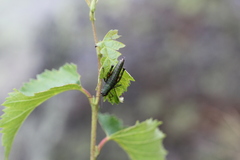 Booneacris glacialis