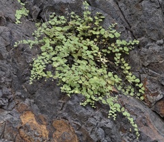 Nanorrhinum elegans