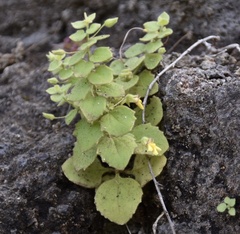 Nanorrhinum elegans
