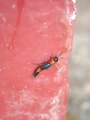 Paederus cruenticollis