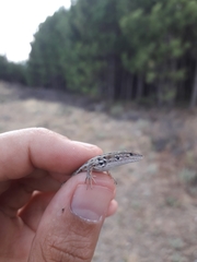 Psammodromus occidentalis