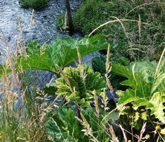 Gunnera