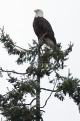 Haliaeetus leucocephalus washingtoniensis