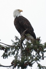 Haliaeetus leucocephalus washingtoniensis