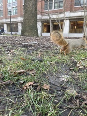 Sciurus niger