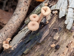 Lentinellus subaustralis