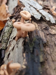 Lentinellus subaustralis