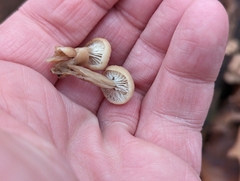 Lentinellus subaustralis