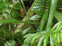 Emoia caeruleocauda