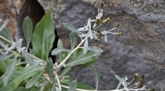 Phagnalon melanoleucum