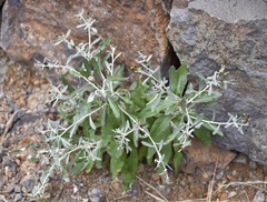 Phagnalon melanoleucum