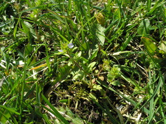 Veronica verna
