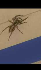 Menemerus bivittatus