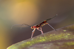 Hiranetis