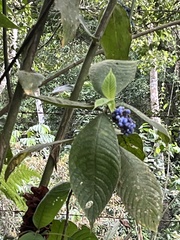 Palicourea pilosa
