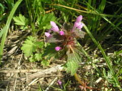 Lamium hybridum
