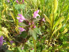 Lamium hybridum