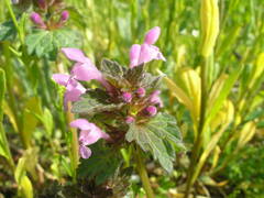Lamium hybridum