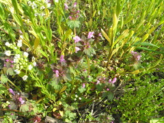 Lamium hybridum