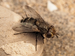 Gonia umbripennis