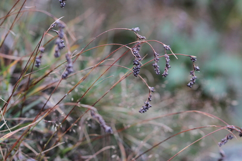 spiked woodrush (Luzula spicata)