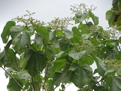 Heliocarpus americanus