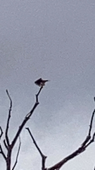 Falco sparverius