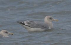 Larus argentatus × glaucescens