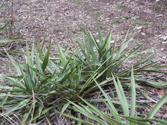 Yucca rupicola