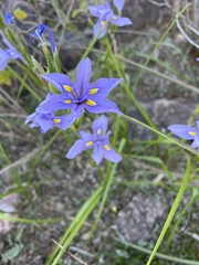 Moraea polystachya
