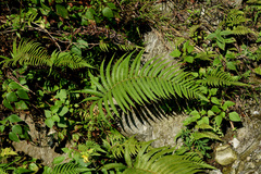 Pseudocyclosorus tylodes