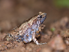 Microhyla nilphamariensis