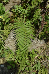 Pseudocyclosorus tylodes