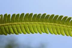 Pseudocyclosorus tylodes