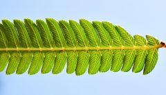 Pseudocyclosorus tylodes